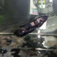 Gambar Ikan Cupang HM Avatar Copper dari Betta Pinggir Jkt undefined 1 Tokopedia