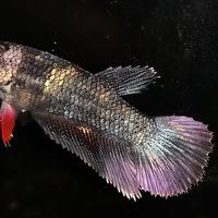 Gambar Ikan Cupang HM Avatar Copper dari Betta Pinggir Jkt undefined 2 Tokopedia