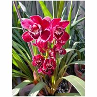 Gambar tanaman anggrek cymbidium ruby valey dari Garuda Landacape undefined 1 Tokopedia