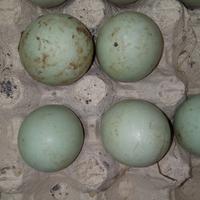 Gambar Telur Bebek Mentah dari Glory Sembako undefined 1 Tokopedia