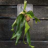 Gambar Platycerium Hillii Papuanum dari Platyku - Rare Plants undefined 1 Tokopedia