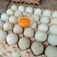 Gambar Telur Bebek dari HIDAYAT TELUR undefined 3 Tokopedia