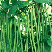 Gambar Benih Sayur Kacang Panjang Vegetable Mudah Tumbuh dari amefurashi undefined 5 Tokopedia