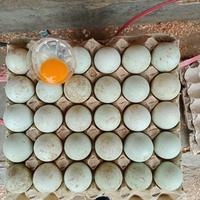 Gambar Telur Bebek dari HIDAYAT TELUR undefined 2 Tokopedia