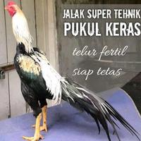 Gambar ayam bangkok ekor lidi super aduan asli telur fertil segar dari pusatelur_store undefined 1 Tokopedia