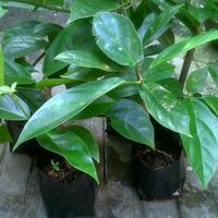 Gambar tanaman cincau hijau dari Bibit onegarden undefined 1 Tokopedia