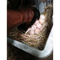 Gambar ayam bangkok ekor lidi super aduan asli telur fertil segar dari pusatelur_store undefined 3 Tokopedia