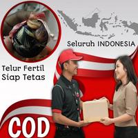 Gambar ayam bangkok ekor lidi super aduan asli telur fertil segar dari pusatelur_store undefined 2 Tokopedia