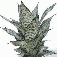 Gambar sansevieria hybrid marga dari blue sky high undefined 1 Tokopedia
