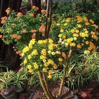 Gambar Tanaman Bonsai Lantana King dari SANGGAR FLOWER No 40 undefined 5 Tokopedia