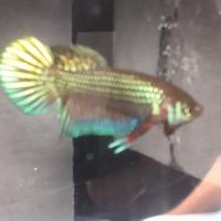 Gambar wild betta mahachay promo 3 ekor 100k dari Bagan Liong undefined 2 Tokopedia