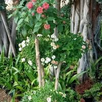 Gambar Tanaman Bonsai Lantana King dari SANGGAR FLOWER No 40 undefined 3 Tokopedia