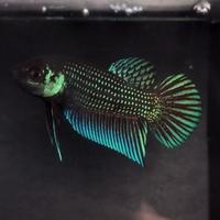 Gambar wild betta mahachay promo 3 ekor 100k dari Bagan Liong undefined 1 Tokopedia