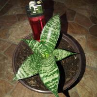 Gambar sansevieria hybrid marga dari blue sky high undefined 3 Tokopedia