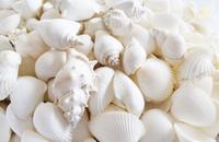 Gambar Tepung Kulit Kerang Murni 100% Halus untuk pakan ternak kemasan 1 kg dari PT. Koloni Walet Indonesia undefined 1 Tokopedia