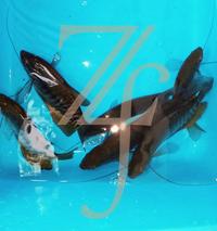 Gambar ikan sepat siam hidup per ekor dari zanurfarm undefined 4 Tokopedia