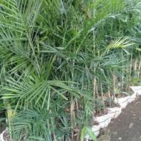 Gambar chamaedorea elegans,,,palem kamedoria,,,palem bambu dari Cv Rgm Nursery undefined 2 Tokopedia