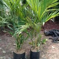 Gambar chamaedorea elegans,,,palem kamedoria,,,palem bambu dari Cv Rgm Nursery undefined 3 Tokopedia