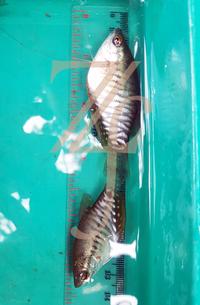 Gambar ikan sepat siam hidup per ekor dari zanurfarm undefined 5 Tokopedia