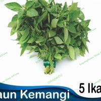 Gambar Daun Kemangi dari SugengBowo Shop undefined 1 Tokopedia