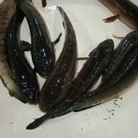 Gambar IKAN GABUS HIDUP BERKUALITAS 1KG ISI 2-3 dari PUSAT IKAN SEGAR BosKAHFI undefined 3 Tokopedia