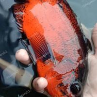 Gambar ikan oscar paris tembaga dari oscarsh1 undefined 1 Tokopedia