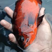 Gambar ikan oscar paris tembaga dari oscarsh1 undefined 3 Tokopedia