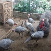 Gambar telur kalkun fertil blue slate dari ayam hias magelang undefined 3 Tokopedia