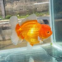 Gambar Ikan mas koki Oranda Redwhite Rostail dari Ramli Goldfish undefined 5 Tokopedia