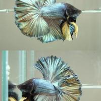 Gambar ikan cupang halfmoon cooper dari NAHI_VISTAAL undefined 1 Tokopedia