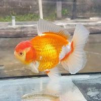 Gambar Ikan mas koki Oranda Redwhite Rostail dari Ramli Goldfish undefined 3 Tokopedia