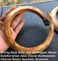 Gambar Taring Babi Melingkar Super Asli Untuk Liontin ACC Etnik Dayak dari Pusaka Bahari Kalimantan undefined 5 Tokopedia