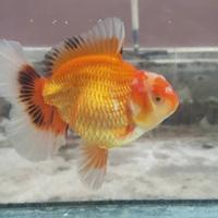 Gambar Ikan mas koki Oranda Redwhite Rostail dari Ramli Goldfish undefined 4 Tokopedia
