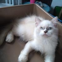 Gambar ragdoll kucing lucu dari karebetcat2 undefined 1 Tokopedia