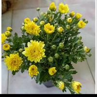 Gambar bunga'kerisan kuning + pot dari jayabila 1 undefined 1 Tokopedia