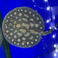 Gambar Hiasan Aquarium Pari Black Diamond Hybrid / Pari BD HB dari Fish Barn Predatory undefined 2 Tokopedia