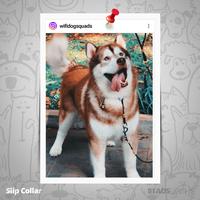 Gambar Dog Collar - Kalung Anjing Xtra Besar (XL) / BeadsLeash dari BeadsLeash undefined 4 Tokopedia