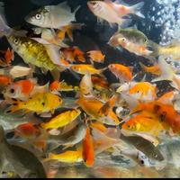 Gambar Pakan Predator - Bibit Ikan Mas Per Liter / Setengah Liter - SETENGAH LITER dari BON BON AQUARIUM undefined 5 Tokopedia