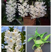 Gambar Dendrobium farmeri Petaloid Album dari Casa Orchids Nursery undefined 1 Tokopedia
