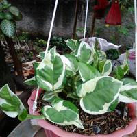 Gambar Sirih Gading Enjoy - Tanaman Hias Sirih Gading Enjoy dari Humma Farm undefined 2 Tokopedia