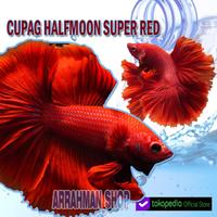Gambar IKAN CUPANG halfmoon Super Red murah terlaris dari Arrahman Shop2 undefined 3 Tokopedia