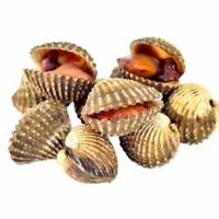 Gambar Kerang dara fresh - 500gr dari Almairastore2 undefined 1 Tokopedia