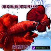 Gambar IKAN CUPANG halfmoon Super Red murah terlaris dari Arrahman Shop2 undefined 4 Tokopedia