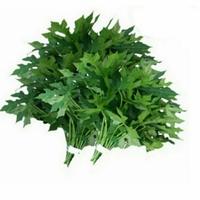 Gambar Daun pepaya Jepang per iket dari Almairastore2 undefined 1 Tokopedia