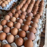Gambar Telur Ayam Negeri standar makassar dari Telurmakassar undefined 1 Tokopedia
