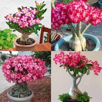Gambar 1 Benih Biji Bunga Hias Adenium Obesum Mix Flower dari Bibit Tanaman Online undefined 2 Tokopedia