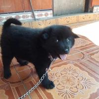 Gambar ANJING KINTAMANI FULL BLACK dari Anabul Kintamani undefined 1 Tokopedia