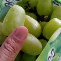 Gambar Anggur Ijo Shine Muscat 1kg Anggur Jumbo Seedless Grapes - 1/2 kg dari WarungSedepan undefined 2 Tokopedia