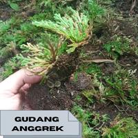 Gambar bonsai paludarium terrarium bonsai cakar ayam seligenela dari jawaraherbal undefined 1 Tokopedia