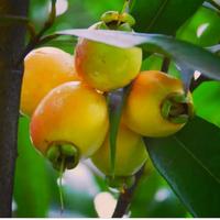 Gambar Bibit Buah jambu air mawar/jambu keraton dari Rubyflorist undefined 1 Tokopedia